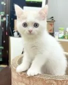 マンチカン(長足)【群馬県・男の子・2021年12月24日・クリームタビー&ホワイト】の写真2「淡くて薄いクリーム色🍨」