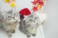 スコティッシュフォールド(立ち耳)【群馬県・女の子・2021年8月25日・ブルークリーム】の写真3「穏やかで甘えん坊💓性格もめちゃくちゃ可愛いです💓」