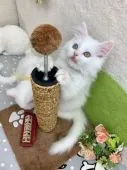 マンチカン(長足)【群馬県・男の子・2018年12月20日・ホワイト】の写真3「目の色もキレイにゃ(∩˘ω˘∩ )♡」
