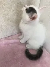 スコティッシュフォールド(立ち耳)【群馬県・男の子・2018年3月3日・ブルー&ホワイト】の写真3「女の子みたいに可愛いでしょ♡」