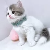 スコティッシュフォールド(立ち耳)【群馬県・男の子・2023年10月27日・ブルータビー&ホワイト】の写真3「幸運を呼ぶキャンドルライト（ペンライトテール）です✨️」