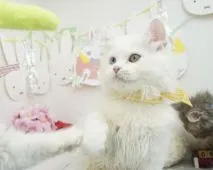 マンチカン(長足)【群馬県・女の子・2022年4月1日・ホワイト】の写真3「オッドアイですが、音にきちんと反応しますのでご安心ください🎧 ̖́-」
