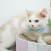 マンチカン(長足)【群馬県・男の子・2022年6月15日・クリームタビー&ホワイト】の写真3「ハチワレもとってもキレイ🌸」