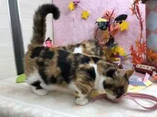 キンカロー【群馬県・女の子・2018年6月5日・キャリコ(三毛猫)】の写真4「10/3撮影📸艶々の光沢のある毛質で綺麗です♡♡」