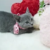 ロシアンブルー【群馬県・女の子・2023年4月6日・ブルー】の写真4「性格もかわいいですよ💗」