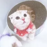 マンチカン(短足)【群馬県・女の子・2023年9月26日・クリームタビー】の写真4「可愛さ伝わるかな🩷」