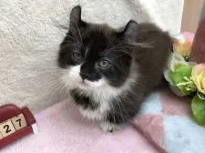 キンカロー【群馬県・男の子・2018年5月1日・ブラック&ホワイト】の写真4「短足くんです😺」