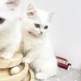 マンチカン(短足)【群馬県・女の子・2022年7月21日・ホワイト 白】の写真4「珍しい白猫&短足&ロングヘア💞お耳の音も聞こえています🙆‍♀️」