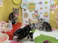 アメリカンショートヘア【群馬県・女の子・2020年3月10日・シルバータビー】の写真5「スリーショット😻」