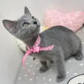 ロシアンブルー【群馬県・女の子・2022年8月8日・ブルー】の写真5「兄弟の子もご紹介中です🌼*･」