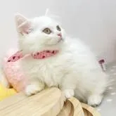 マンチカン(短足)【群馬県・女の子・2022年7月21日・ホワイト 白】の写真5「優しい飼主様に出会えますように💖」