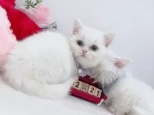 マンチカン(短足)【群馬県・女の子・2024年10月28日・ホワイト】の写真11「お目目もクリクリ」