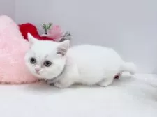 マンチカン(短足)【群馬県・女の子・2024年10月28日・ホワイト】の写真13