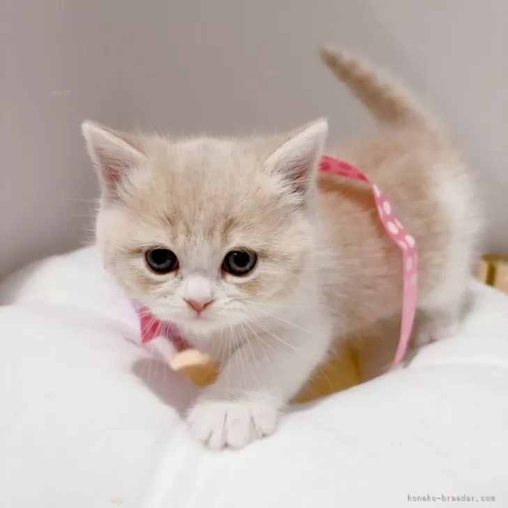 ID:2501-02151の子猫