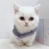 マンチカン(短足)【群馬県・女の子・2024年10月28日・ホワイト】の写真1「ムチムチボディとまん丸なお顔がかわいい女の子🐰ྀི」