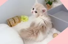 スコティッシュフォールド(立ち耳)【群馬県・女の子・2025年1月27日・クリームタビー&ホワイト】の写真4