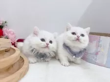 マンチカン(短足)【群馬県・女の子・2024年10月28日・ホワイト】の写真7「兄弟の白猫くんと♡短足長毛の男の子ですふたりお迎えの方は超お得なペア割あります✨」