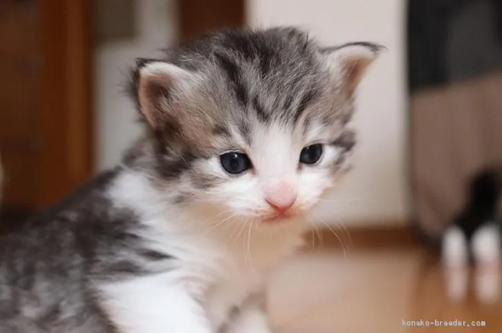 ID：1906-00795の子猫