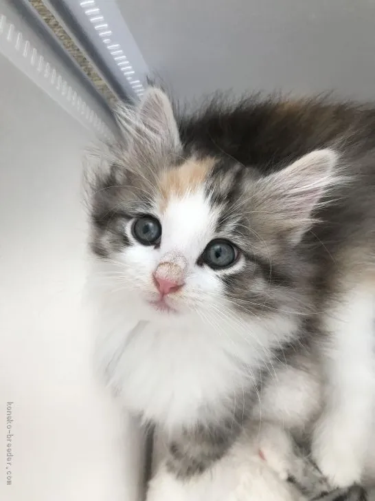 naga_mi 様のお迎えした子猫