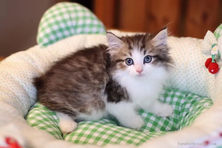 ID：1805-01801の子猫