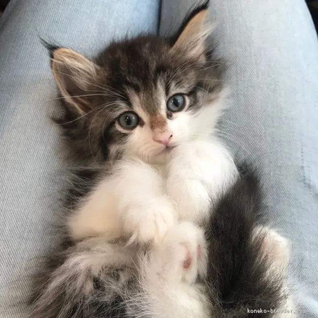 ID:1906-00791の子猫