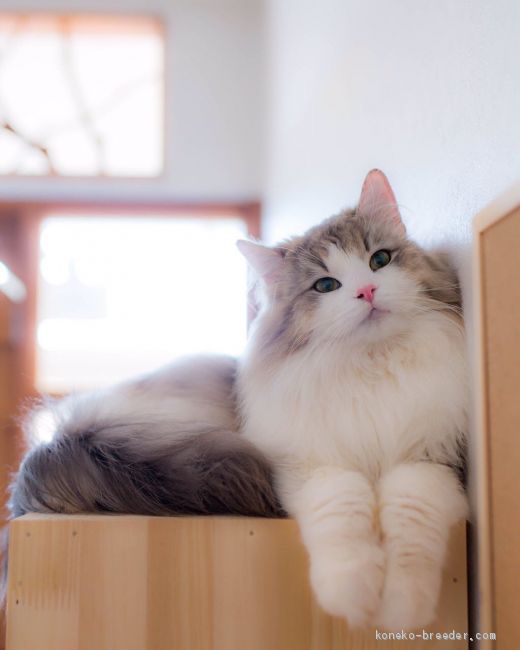 ノルウェージャンフォレストキャット【・男の子・2015年3月24日・ブルーシルバータビー&amp;ホワイト】