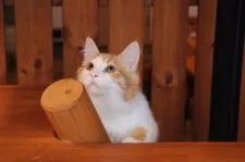 ノルウェージャンフォレストキャット【三重県・男の子・2017年11月18日・レッドマッカレルタビー&ホワイト】の写真2