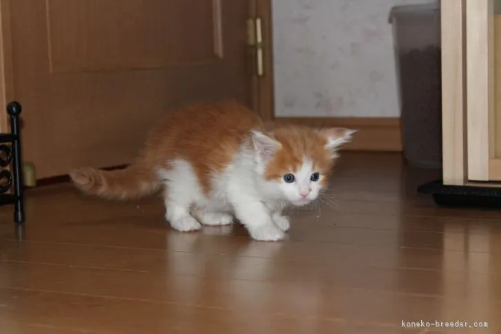 ID：1702-00063の子猫