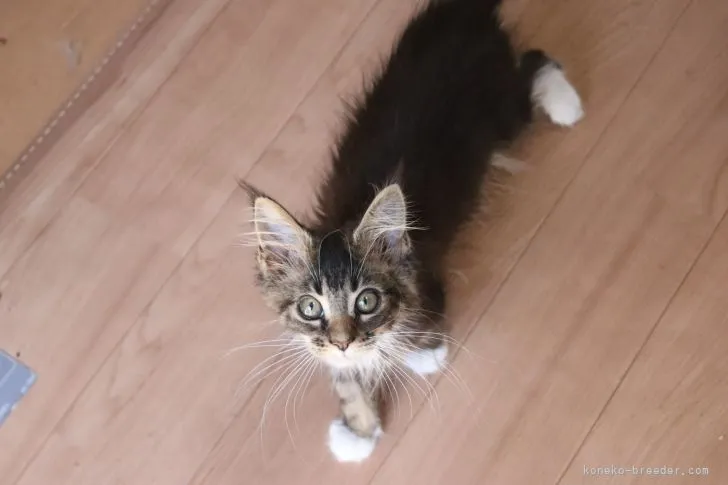 ID:2109-01166の子猫
