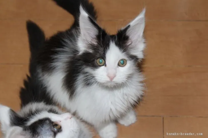 ID:1701-00702の子猫