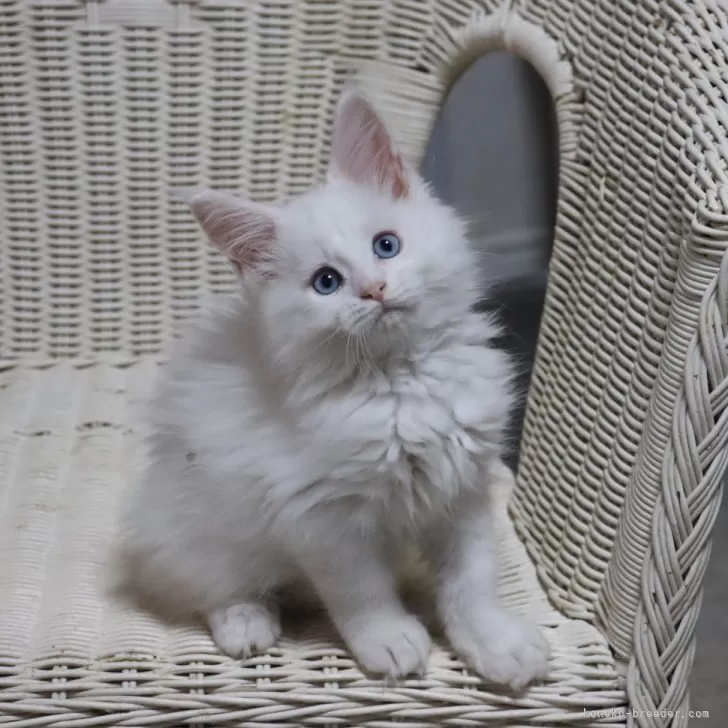 ID：2405-02430の子猫