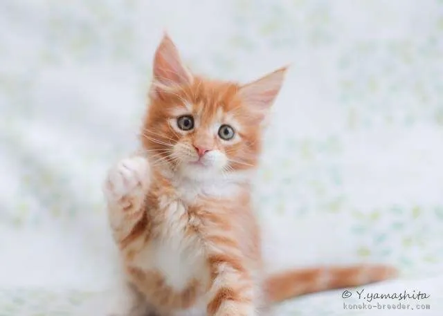 ID:1708-00585の子猫