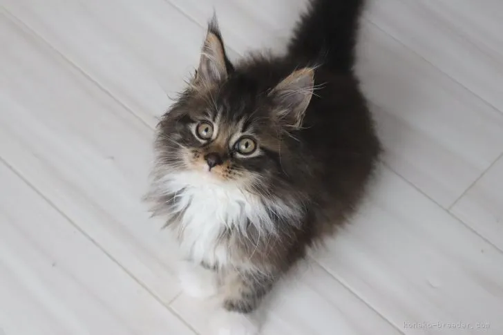 ID:2201-00700の子猫