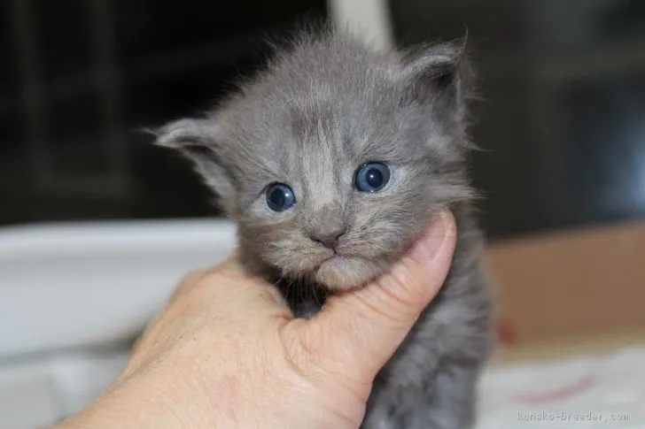 ID:1703-00778の子猫