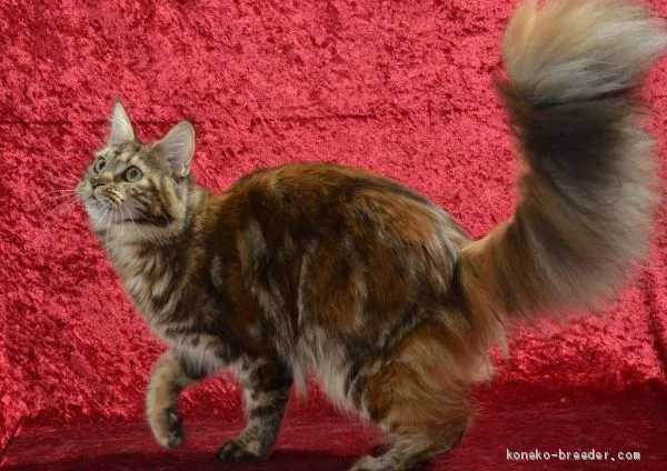 ID:2012-00206の子猫