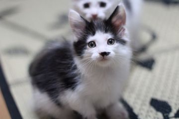 メインクーン【千葉県・男の子・2017年6月14日・ブラック&ホワイト】の写真「チャップリン模様がキュートです」