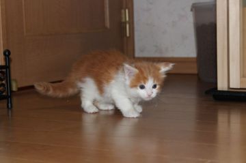 メインクーン【千葉県・男の子・2017年1月12日・レッドタビー&ホワイト】の写真「とても元気な子猫ちゃんです」