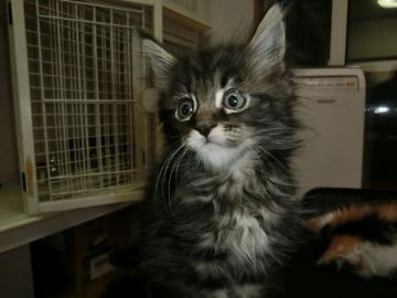 メインクーン【千葉県・男の子・2017年12月3日・ブラウンクラシックタビー】の写真「濃いブラウンです」