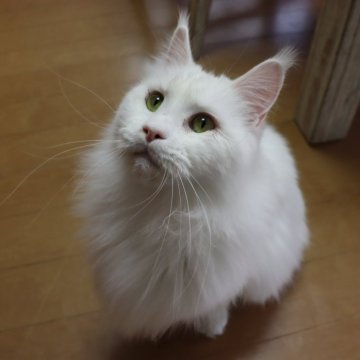 メインクーン【千葉県・女の子・2022年6月26日・ホワイト ゴールドアイ】の写真「ゴールドアイズ お耳は聞こえてます。当日お渡し可」