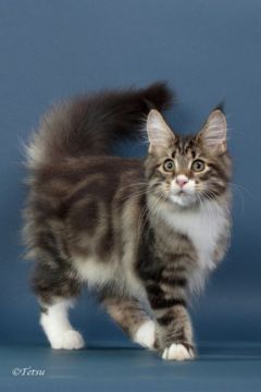 メインクーン【千葉県・男の子・2017年6月2日・ブラウンタビー&ホワイト】の写真「キャットショーのキツン部門で活躍しました」