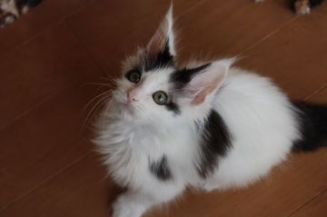 メインクーン【千葉県・男の子・2016年10月29日・ブラック&ホワイト】の写真「人懐こい子です」