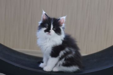 メインクーン【千葉県・男の子・2018年11月11日・ブラック&ホワイト】の写真「今から好奇心旺盛な人懐こい性格が出ています」