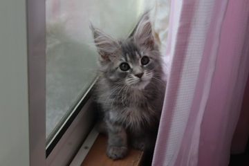 メインクーン【千葉県・女の子・2020年2月9日・ブルークラシックタビー】の写真「超！美猫」