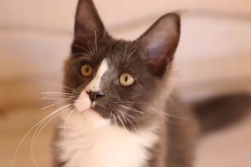 メインクーン【千葉県・男の子・2018年8月14日・ブルー&ホワイト（今は短めです）】の写真「人懐っこい性格です」