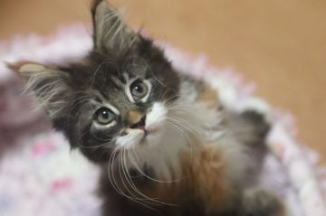 メインクーン【千葉県・女の子・2019年3月19日・ブラウンパッチドタビー&ホワイト】の写真「性格が極上の可愛いブラウンパッチの女の子」