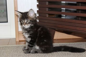 メインクーン【千葉県・女の子・2016年8月11日・ブラウンクラシックタビー】の写真「元気いっぱい遊んでいます」