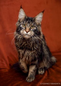 メインクーン【千葉県・男の子・2019年5月30日・ブラウンクラシックタビー】の写真「お膝が大好き。人間大好き。ゴロゴロ喉を鳴らして甘え」