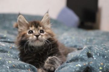 メインクーン【千葉県・女の子・2019年11月7日・ブラウンパッチドタビー】の写真「とにかく可愛いです」