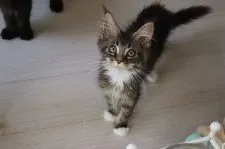 メインクーン【千葉県・女の子・2021年4月4日・ブラウンクラシックタビー&ホワイト】の写真2