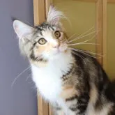 メインクーン【千葉県・女の子・2022年10月21日・ブラウンパッチドクラシックタビー&ホワイト】の写真2「5/6撮影」